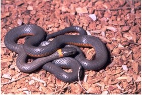 Ringneck snake coiled on woodchips
