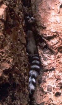 ringtail ringtail
