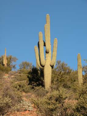 Saguaros Saguaros