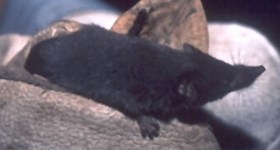 Desert Shrew being held in a gloved hand.