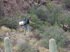 tracking rattlesnakes tracking rattlesnakes