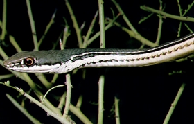sonoran whipsnake sonoran whipsnake