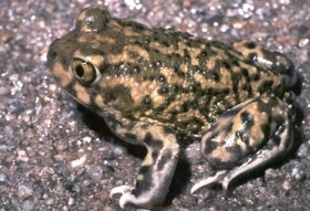 Couch's Spadefoot with olive green and tan coloring.