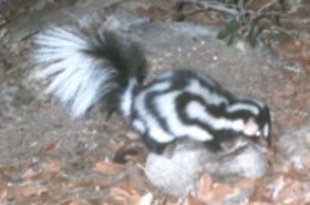 Spotted skunk in a rocky area.