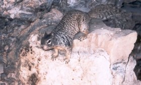 Rock Squirrel on a rock.