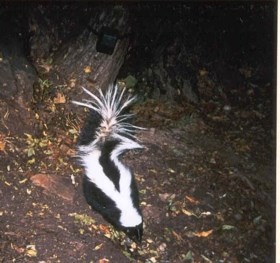 Stiped skunk walking.