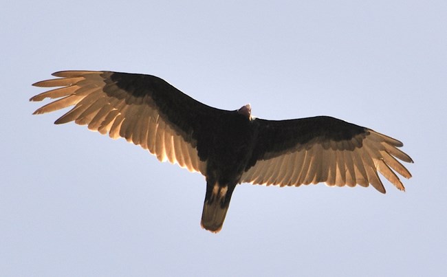 Turkey vulture flying above.