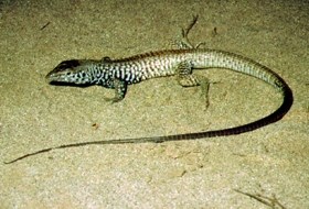 Western Whiptail in the sand.