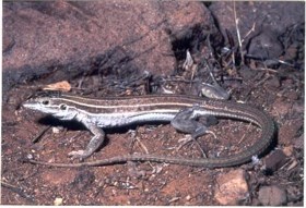 Gila Whiptail standing next to a rock.