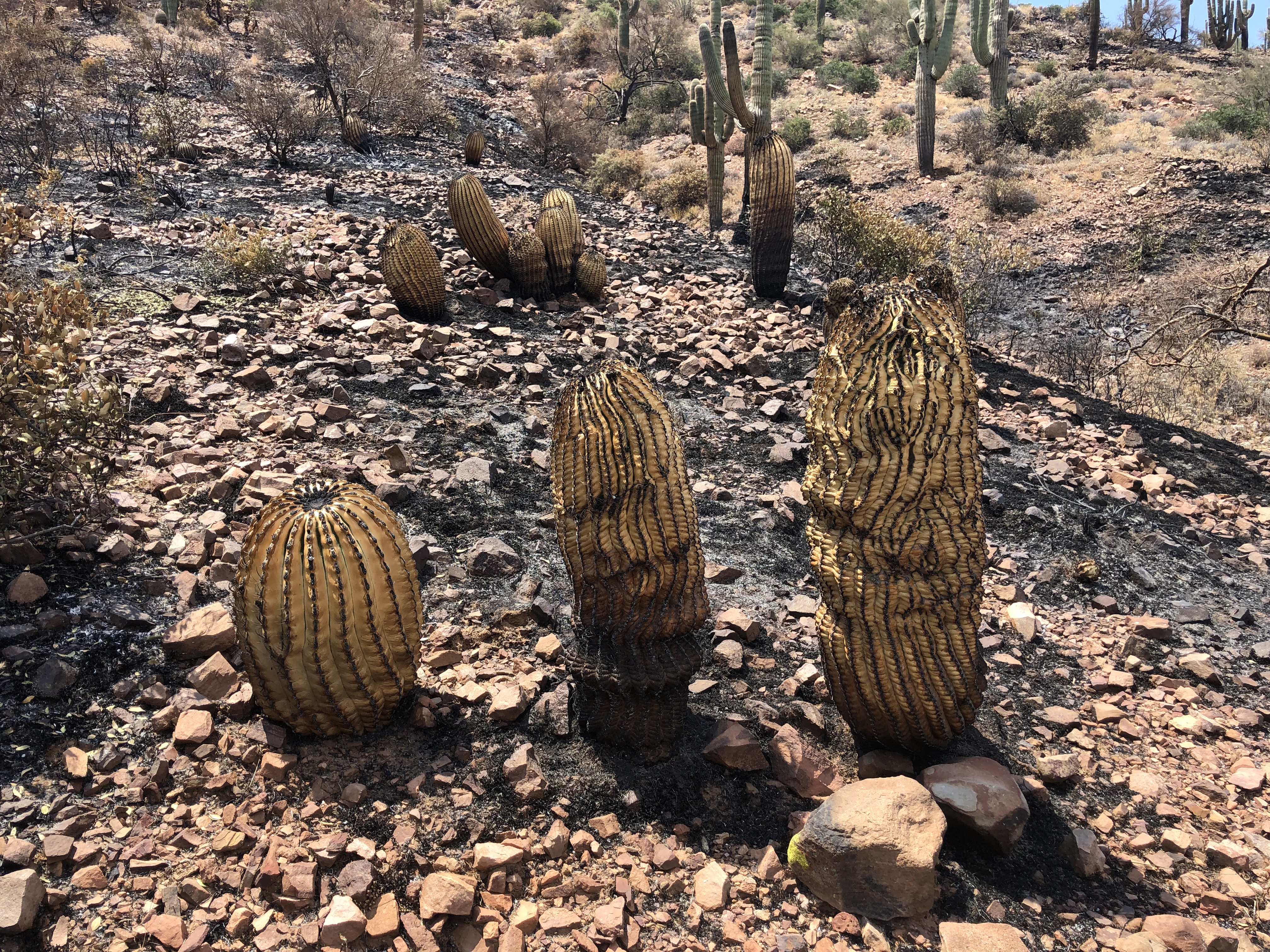 Group of charred barrel cactus along trail after Woodbury Fire