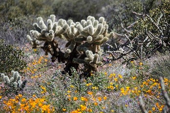 Teddy bear cholla with yellow flowers around the base.