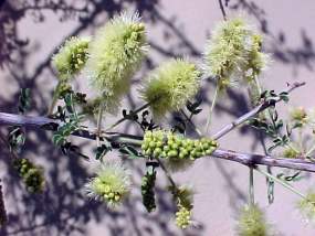Catclaw flowers
