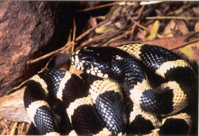 common kingsnake