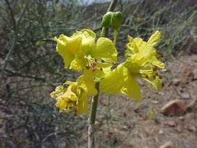 Palo Verde flowers