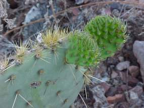 New prickly pear pads
