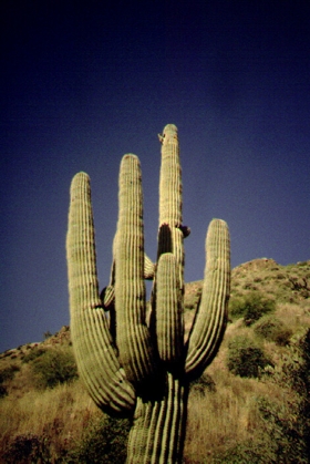 saguaro cactus