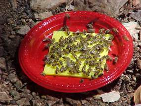 honeybees attracted to bait dish