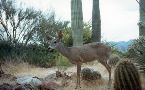 whitetailed deer