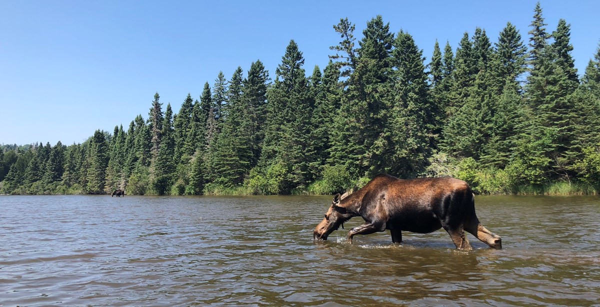A cow moose wades in a creek surrounded by forest.