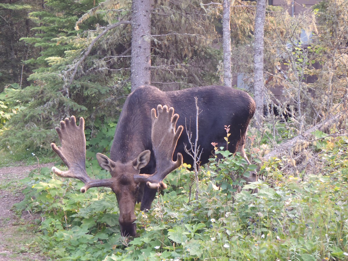Bull moose eating.