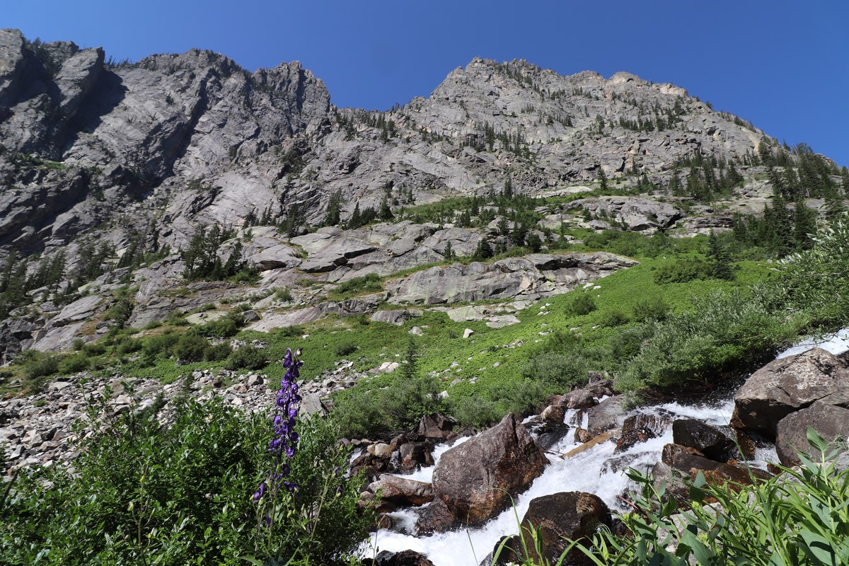 A stream rushes down a mountain canyon surrounded by vegetation and wildflowers.