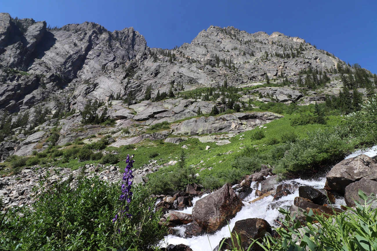 Death Canyon TH A stream rushes down a mountain canyon surrounded by vegetation and wildflowers.