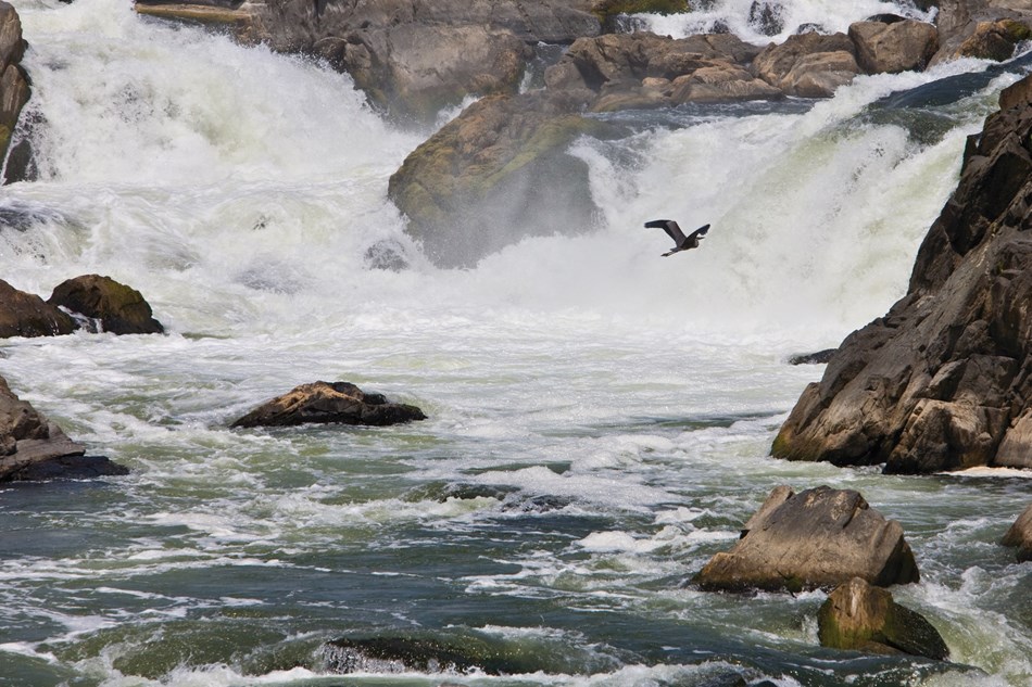 A bird soars below the falls at Great Falls Park. A bird soars below the falls at Great Falls Park.