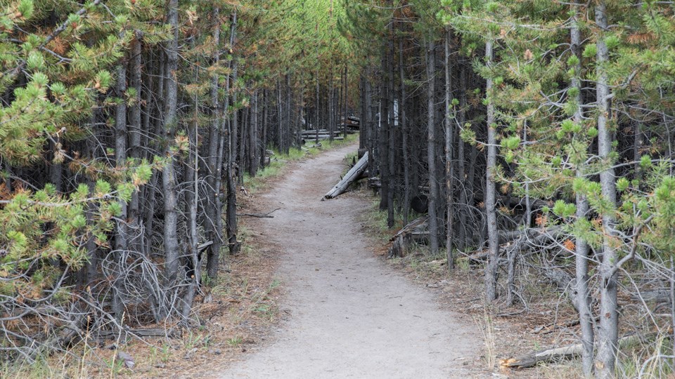 Dirt trail meanders through a conifer forest