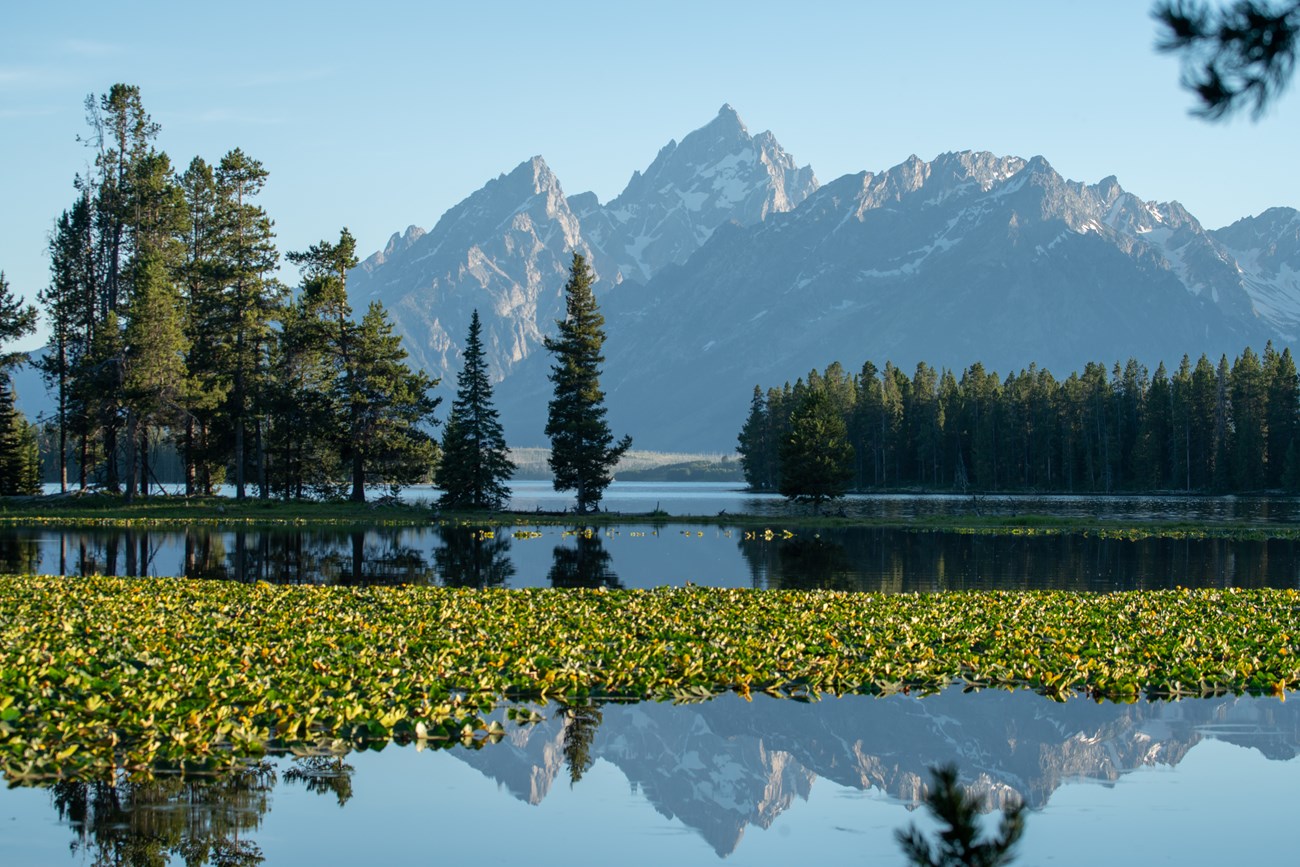 Mountains reflected on a Lilly pad-covered pond.