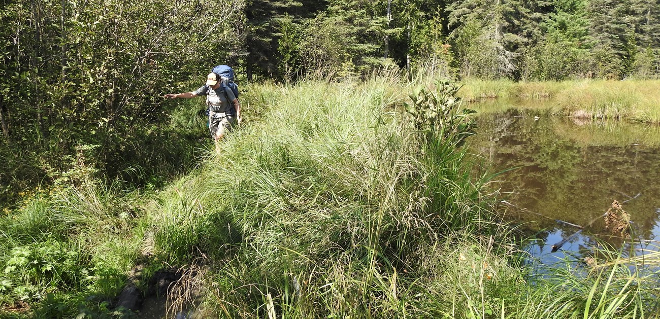 A person walks along a trail near a beaver pound surrounded by forest.