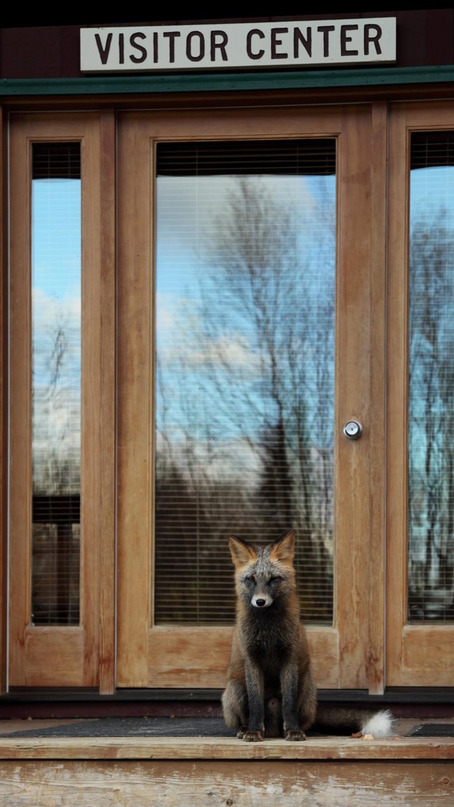 A red fox sits on the visitor center porch by the front door