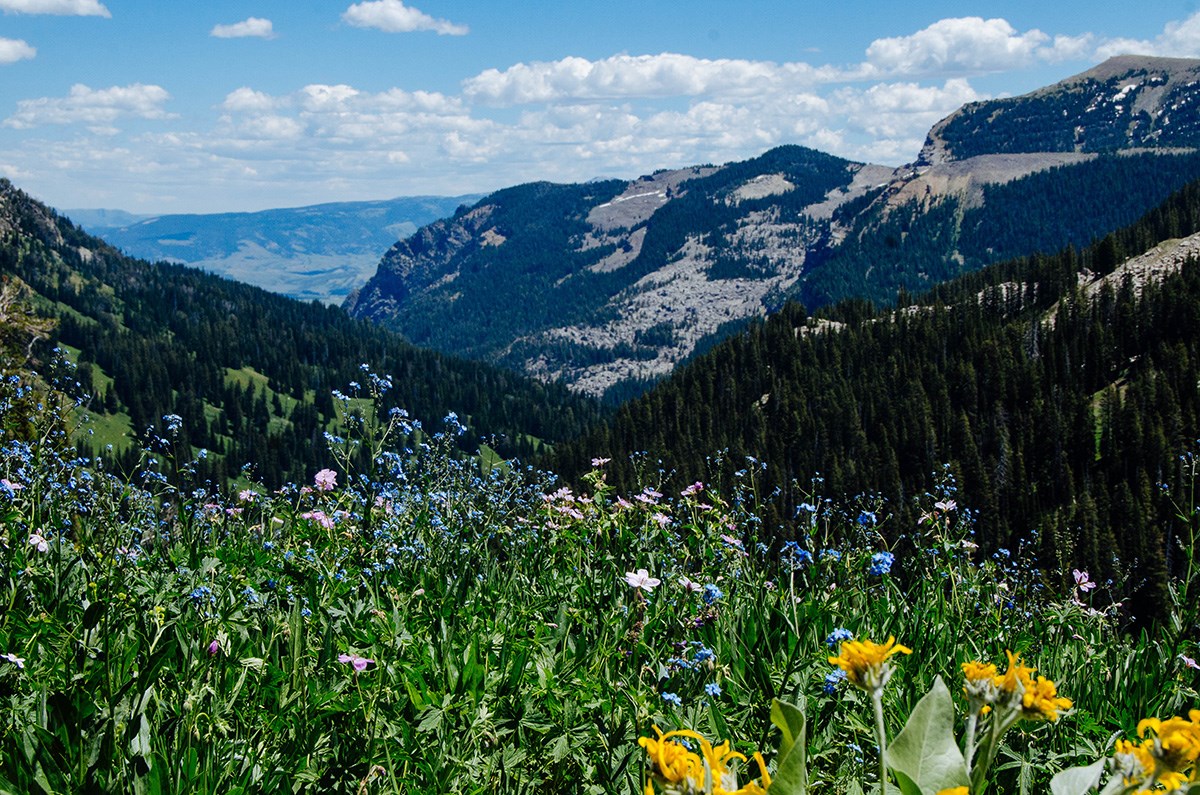 Wildflowers bloom in a mountain canyon.