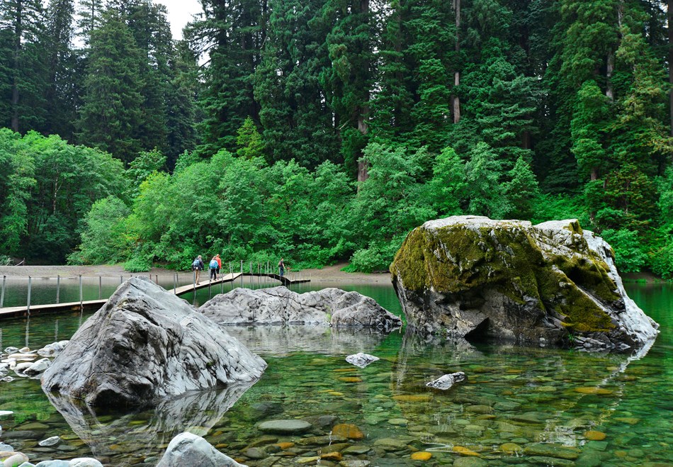A hiker's bridge spans a river lined with redwood trees. A hiker's bridge spans a river lined with redwood trees.