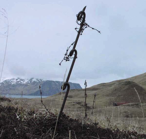 twisted metal bar in grass