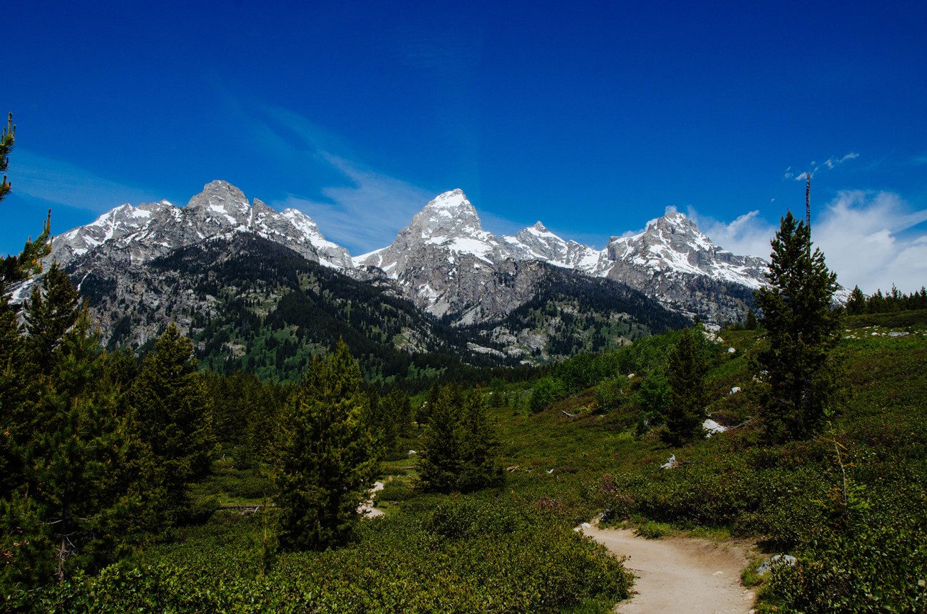 A trail winds through bushes towards a mountain range.