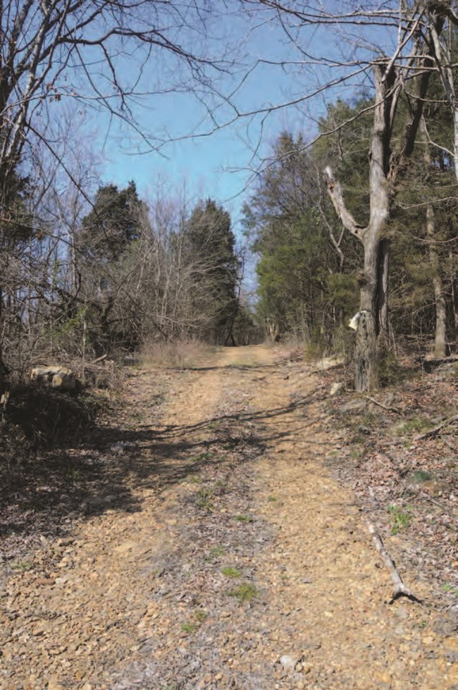 A worn dirt road in a winter forest.