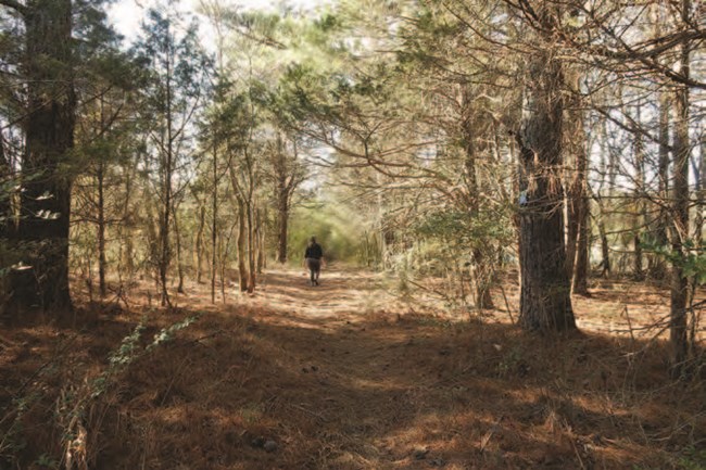 A person walks through a worn path in the forest.