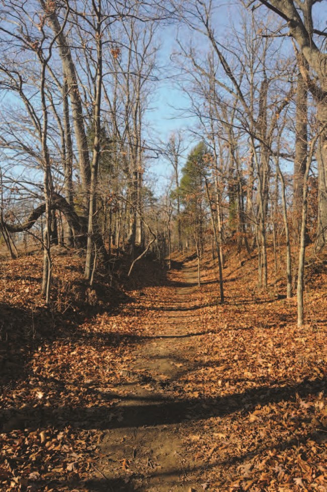 A worn path through a winter forest.