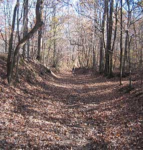 Photo of swale through forest of bare trees