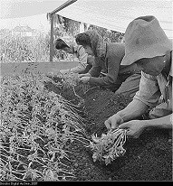 Japanese Americans farming