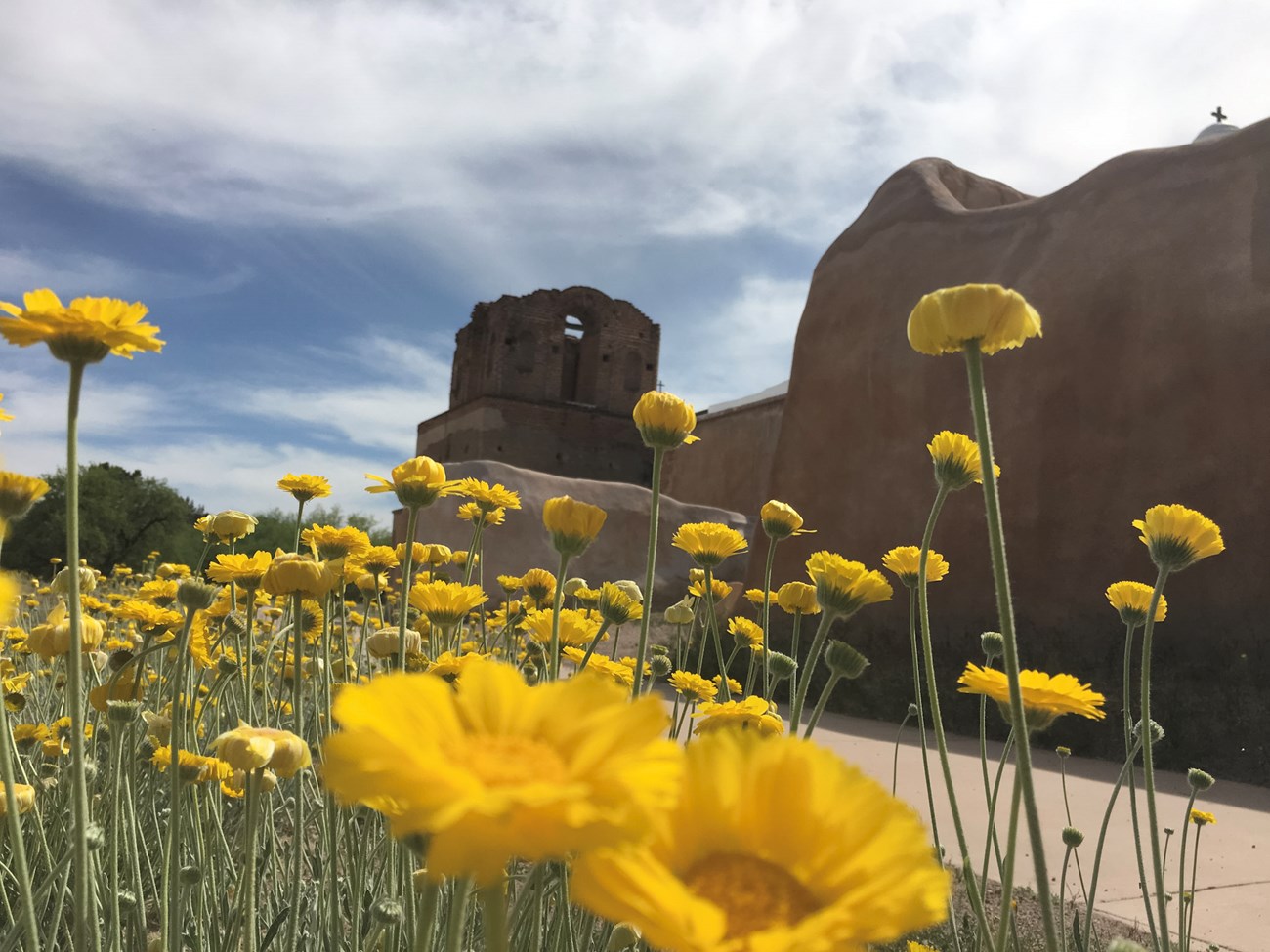 Photograph looking up at flowers with adobe church in the background.