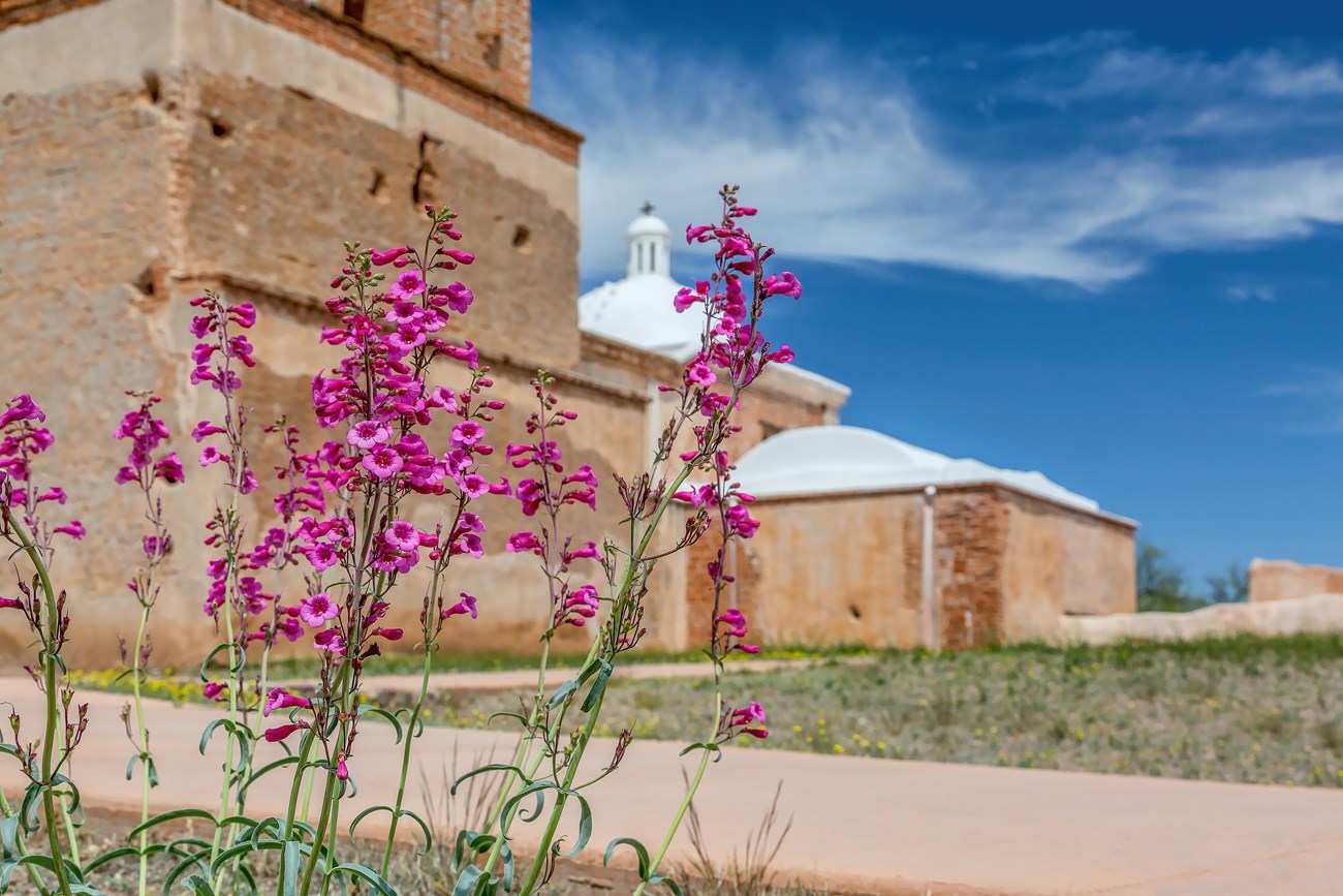 A photograph from the ground of pink flowers with an adobe church behind.