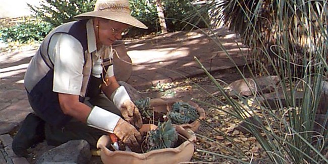 volunteer gardener