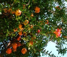 Pomegranite Fruit Pomegranite Fruit