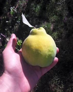 hand holding fuzzy quince fruit