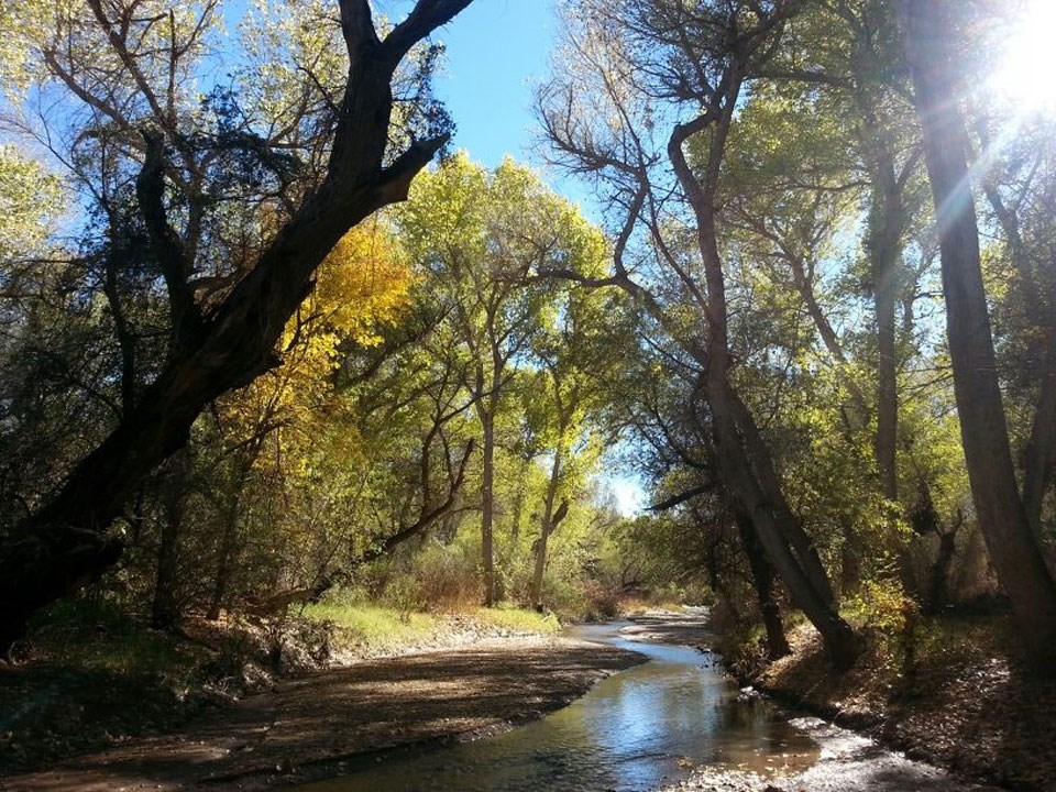 river scene with large cottonwoods and light streaming river scene with large cottonwoods and light streaming