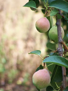 pear fruits hanging from tree