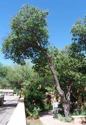 man standing below very large apricot tree in courtyard