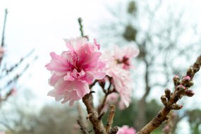 pink peach blossom on twig