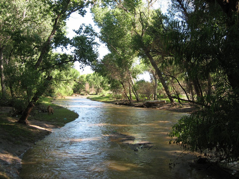 shady river scene with overhanging trees